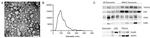 CD63 Antibody in Western Blot (WB)