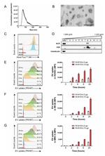 CD81 Antibody in Flow Cytometry (Flow)