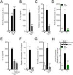 Syk Antibody in Western Blot (WB)