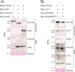 HA Tag Antibody in Western Blot (WB)