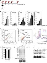 CHOP Antibody in Western Blot (WB)