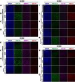 BMP-4 Antibody in Immunocytochemistry (ICC/IF)