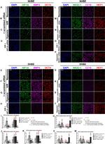 BMP-4 Antibody in Immunocytochemistry (ICC/IF)