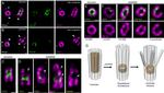 POC1B Antibody in Immunocytochemistry (ICC/IF)