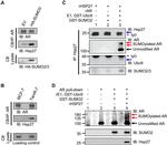 Androgen Receptor Antibody in Western Blot (WB)