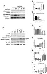 Cytochrome C Antibody in Western Blot (WB)