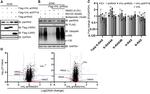 K-Ras Antibody in Western Blot (WB)