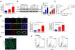 Alpha-Smooth Muscle Actin Antibody in Immunocytochemistry (ICC/IF)