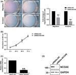 NCOA6 Antibody in Western Blot (WB)