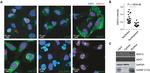 Nucleolin Antibody in Immunocytochemistry (ICC/IF)