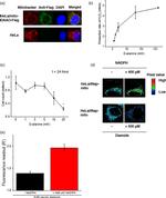 DYKDDDDK Tag Antibody in Immunocytochemistry (ICC/IF)