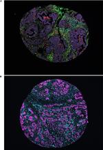 NKp46 (CD335) Antibody in Immunocytochemistry (ICC/IF)