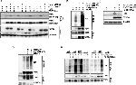 TGFBR1 Antibody in Western Blot (WB)