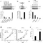 Cyclophilin B Antibody in Western Blot (WB)