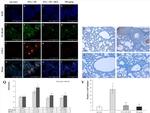 NFkB p65 Antibody in Immunocytochemistry (ICC/IF)