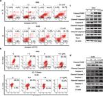 beta Actin Antibody in Western Blot (WB)