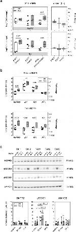 BMPR2 Antibody in Western Blot (WB)