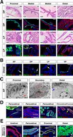 Claudin 10 Antibody in Immunocytochemistry (ICC/IF)