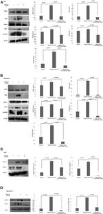 TAB1 Antibody in Western Blot (WB)