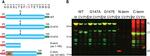 V5 Tag Antibody in Western Blot (WB)