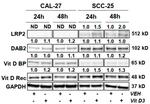 GC Antibody in Western Blot (WB)