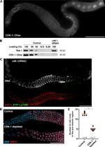 OLLAS Tag Antibody in Western Blot, Immunohistochemistry (WB, IHC)