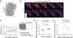 alpha Tubulin Antibody in Immunocytochemistry (ICC/IF)