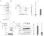 O-linked N-acetylglucosamine (O-GlcNAc) Antibody in Western Blot (WB)