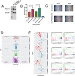 PPARGC1A Antibody in Western Blot (WB)