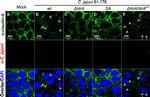 Claudin 8 Antibody in Immunocytochemistry (ICC/IF)