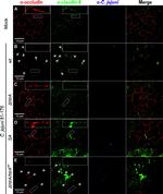 Claudin 8 Antibody in Immunocytochemistry (ICC/IF)