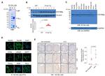 ATIC Antibody in Western Blot (WB)