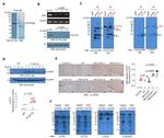 ATIC Antibody in Western Blot, Immunohistochemistry (Paraffin), Immunoprecipitation (WB, IHC (P), IP)