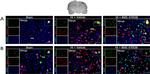 MC1R Antibody in Immunohistochemistry (Frozen) (IHC (F))