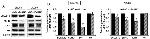 beta Actin Antibody in Western Blot (WB)