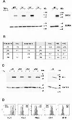 IDO Antibody in Western Blot (WB)