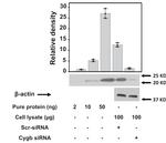 Cytoglobin Antibody in Western Blot (WB)