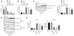 beta Actin Antibody in Western Blot (WB)