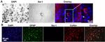 GFAP Antibody in Immunocytochemistry (ICC/IF)