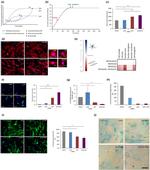 BrdU Antibody in Immunocytochemistry (ICC/IF)