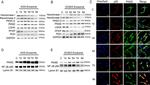 NFkB p65 Antibody in Immunocytochemistry (ICC/IF)