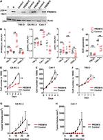 PRDM16 Antibody in Western Blot (WB)