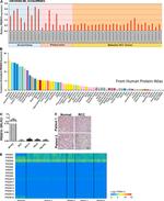 PRDM16 Antibody in Immunohistochemistry (IHC)