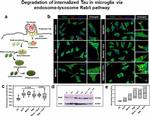 Tau Antibody in Immunocytochemistry (ICC/IF)