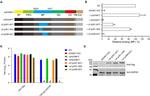 DYKDDDDK Tag Antibody in Western Blot (WB)