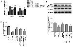 eNOS Antibody in Western Blot (WB)