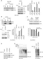 Ubiquitin Antibody in Western Blot (WB)