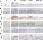 CXCL2 Antibody in Immunohistochemistry (IHC)