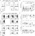 CD4 Antibody in Flow Cytometry (Flow)