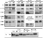 Transferrin Antibody in Western Blot (WB)